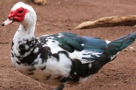 Muscovy duck with distinctive red facial features and black and white plumage, standing on earthy ground.