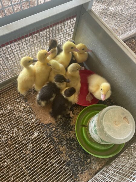 A group of adorable ducklings, featuring both yellow and brown varieties, huddle together in a pen with a red feeding dish and a green water container, showcasing their playful nature in a farm setting.