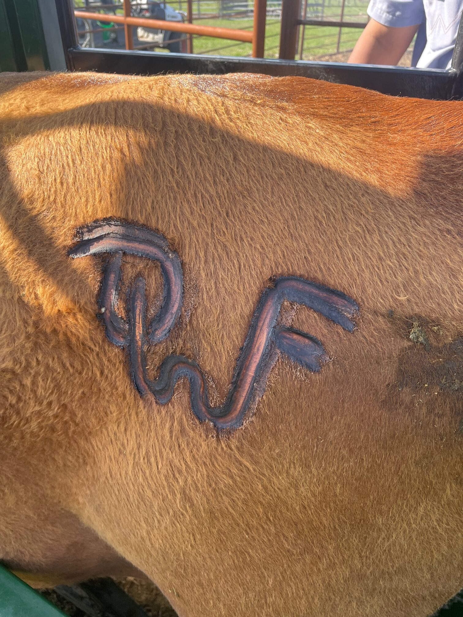 Close-up of a cow's side showing a brand marked with the letters "RW," indicating ownership or identification on a farm. The image captures the texture of the cow's fur and the branding process in an agricultural setting.