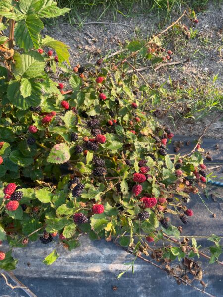 Ripe blackberries and red raspberries growing on a lush green bush, surrounded by grass and soil, showcasing a bountiful harvest in a sunny outdoor setting.