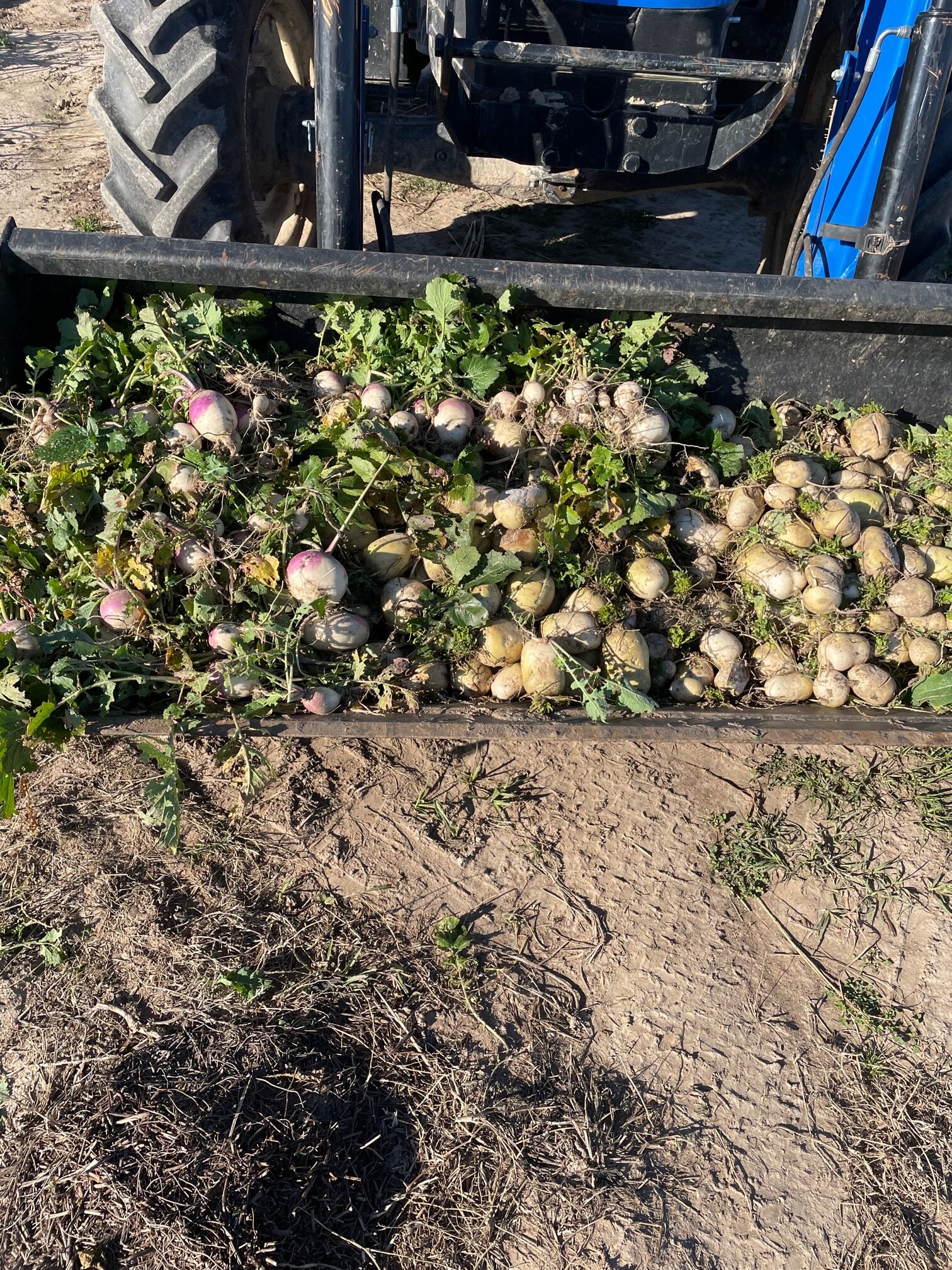 Harvested turnips and greens piled in a tractor bucket on a farm, with soil and grass in the background.