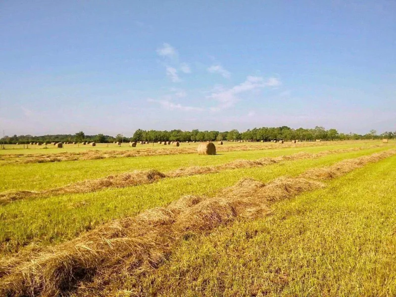 Lush green field with bales of hay scattered throughout, under a clear blue sky, showcasing agricultural landscape and harvest season.